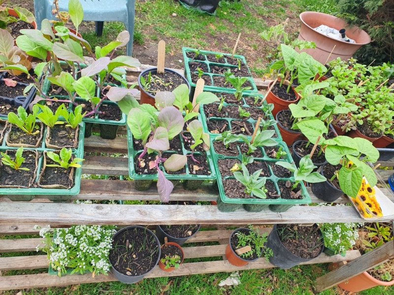 Greengage Community Garden